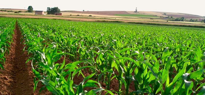 CAMPO AGRICOLA-SINALOA