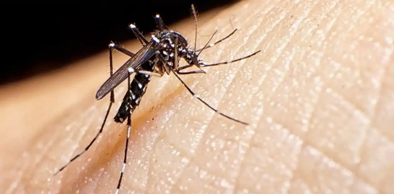 Picadura del mosco del dengue