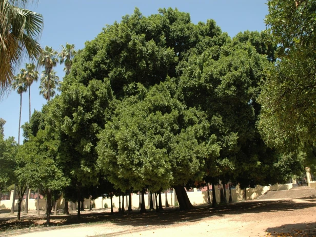 Especies de árbol