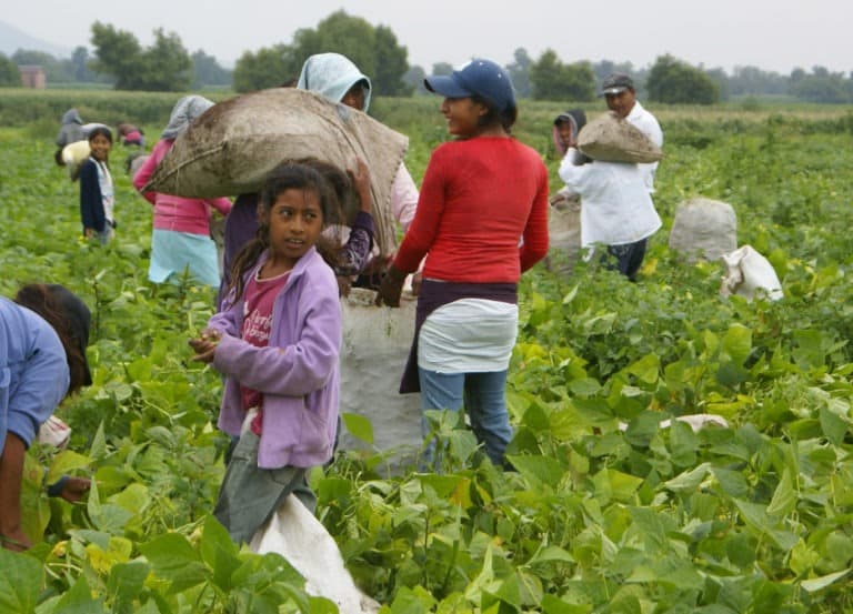 jornaleros trabajando en el campo.