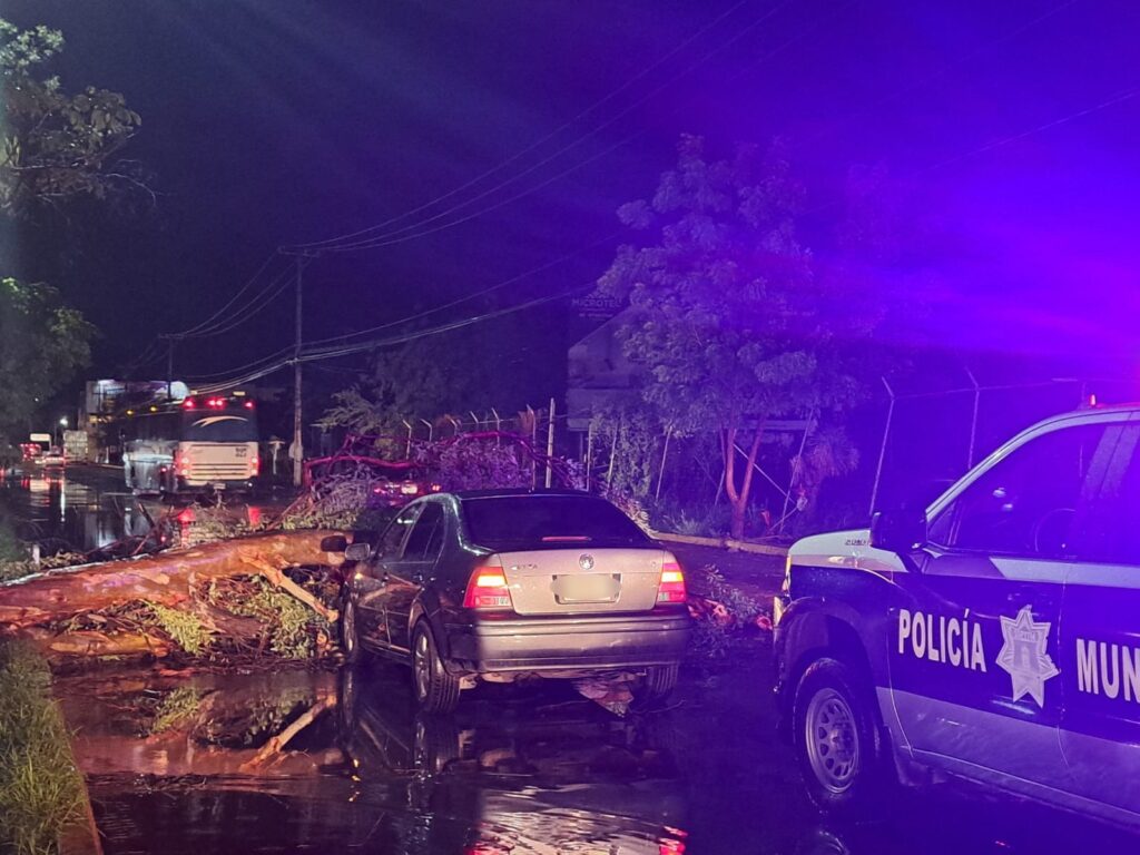 Patrulla de la Policía Municipal en el lugar donde árbol cayó sobre un vehículo