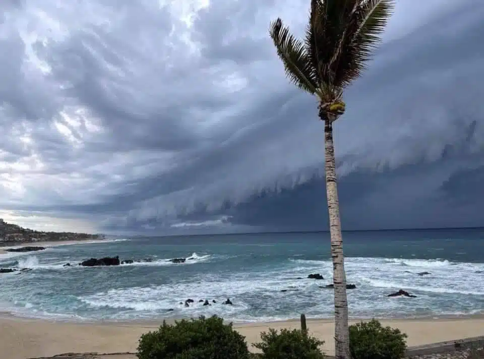 playa y una palmera con amenaza de tormenta
