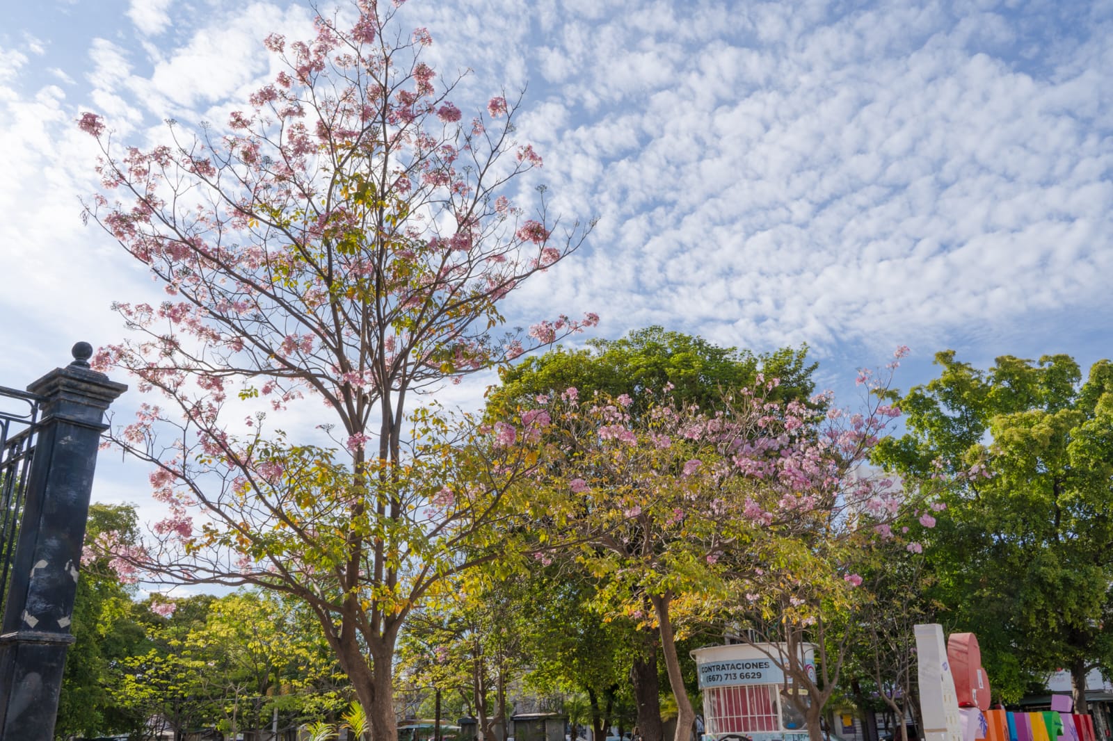 arboles con flores