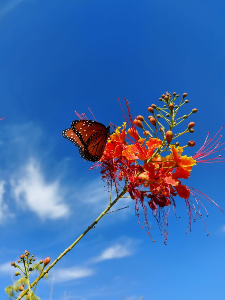 Mariposa arriba de una flor