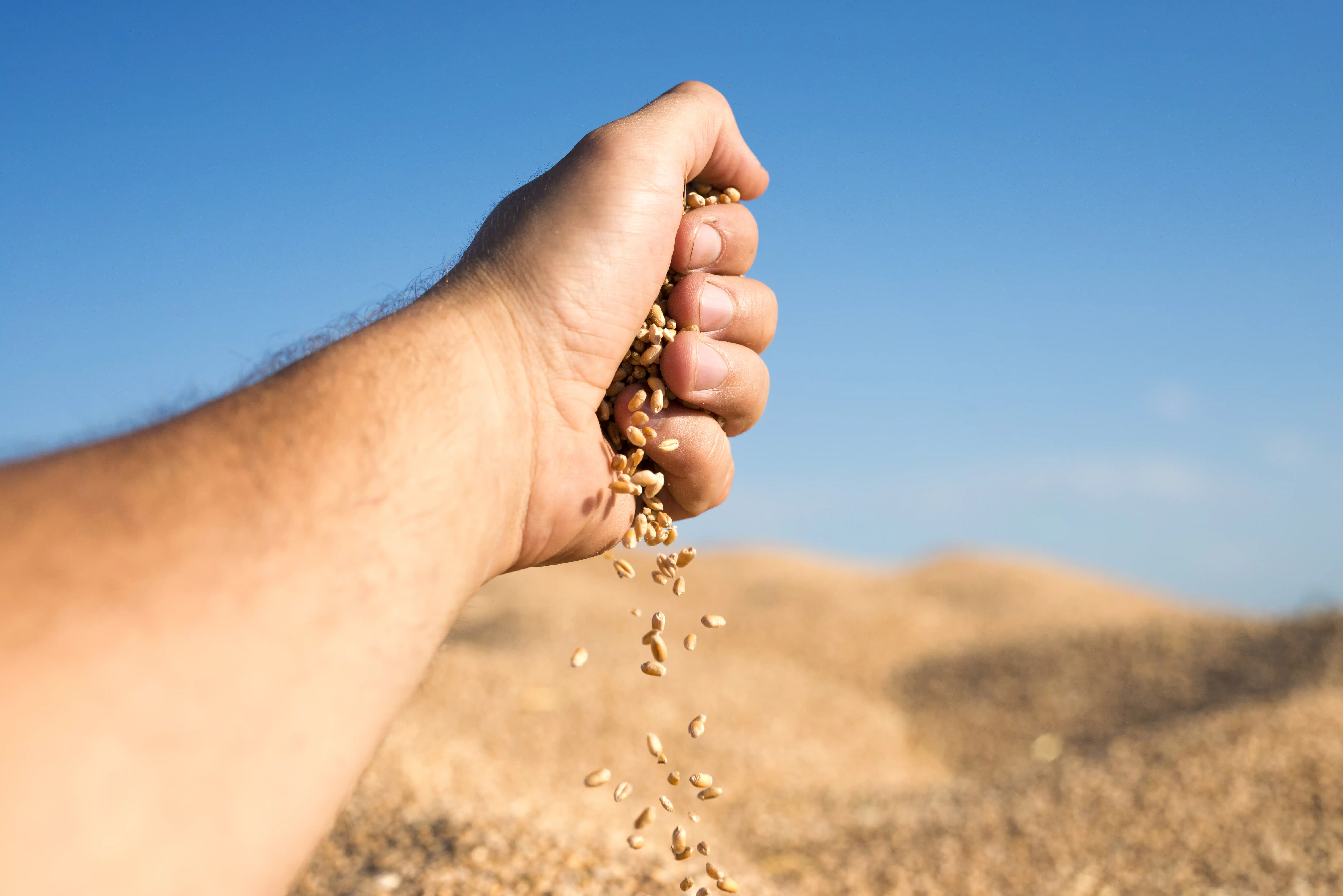 Semillas de trigo caen de una mano