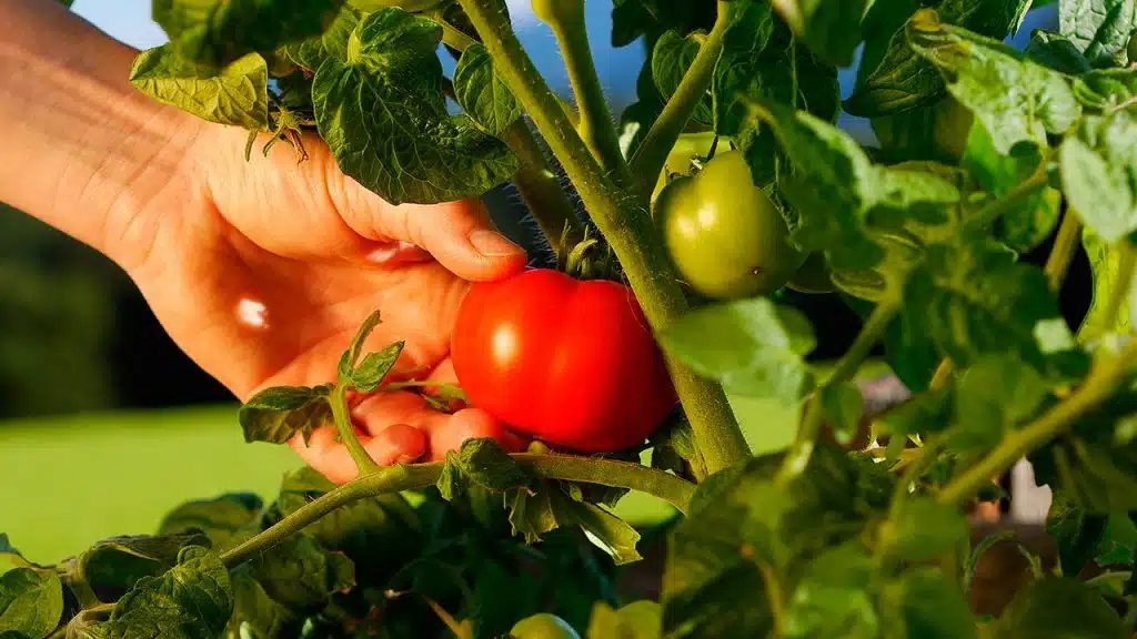 Si Estados Unidos suspende el acuerdo se les aplicarían a las exportaciones de tomate de México un arancel del 20.91 por ciento