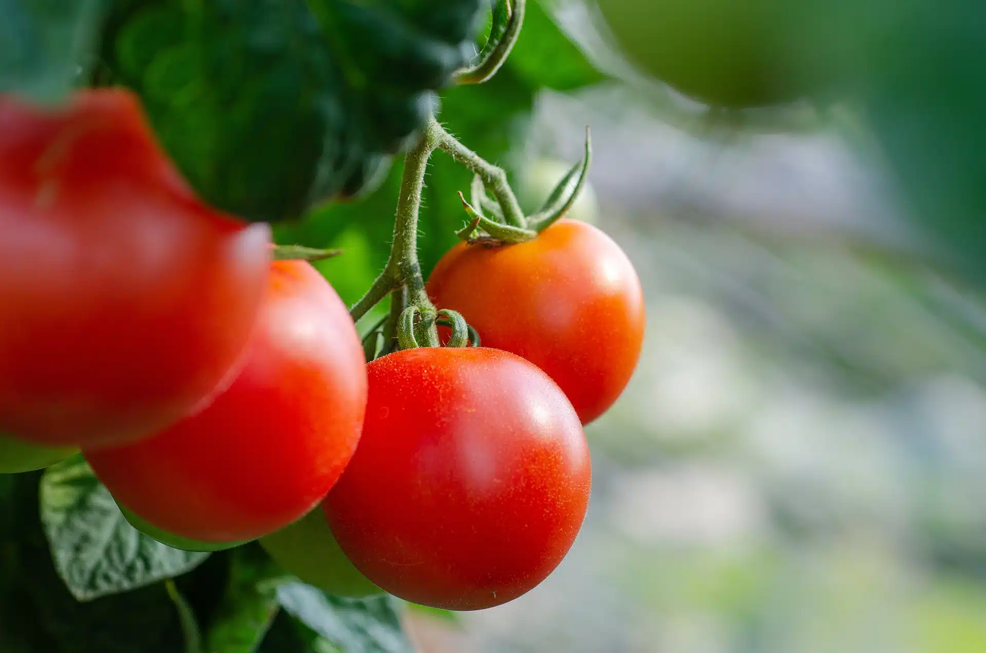 Cultivo de tomates