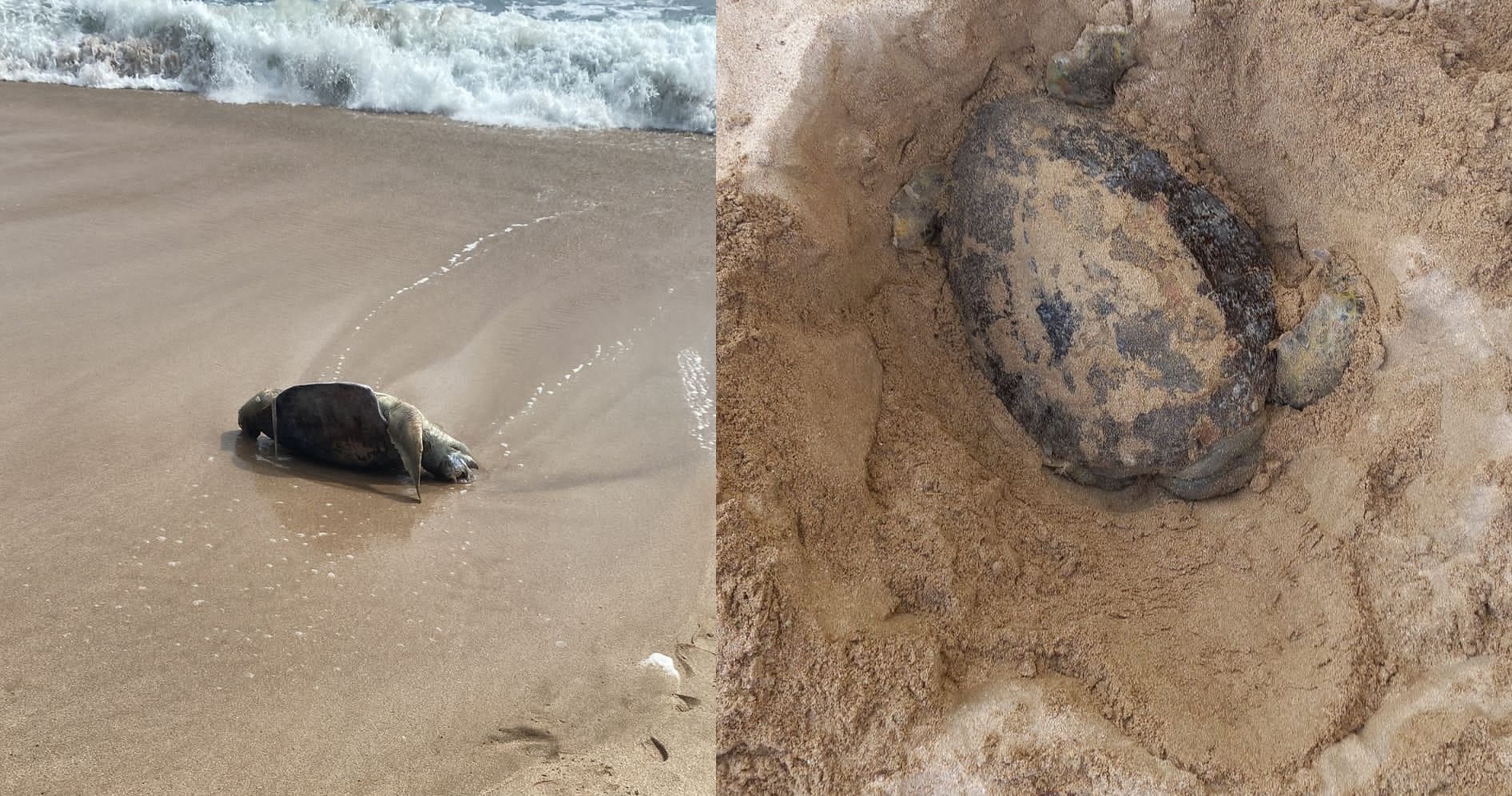 Tortugas muertas