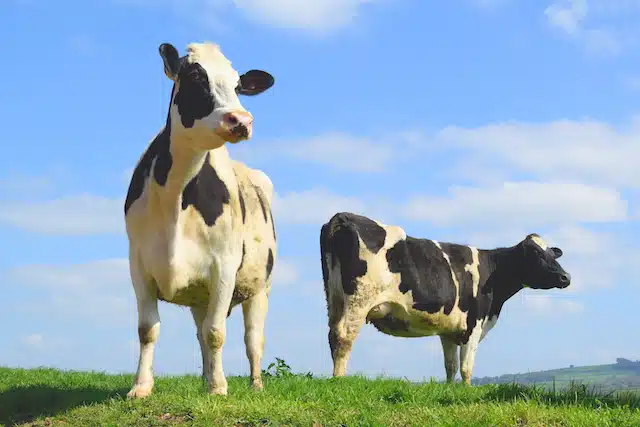 Vacas sobre un campo abierto