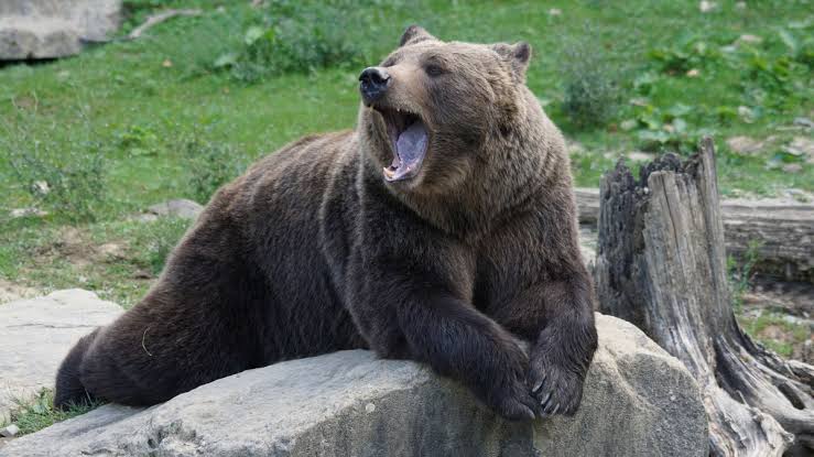 ¡Oso travieso! Ingresa a una panadería en Rusia y se come 125 pasteles