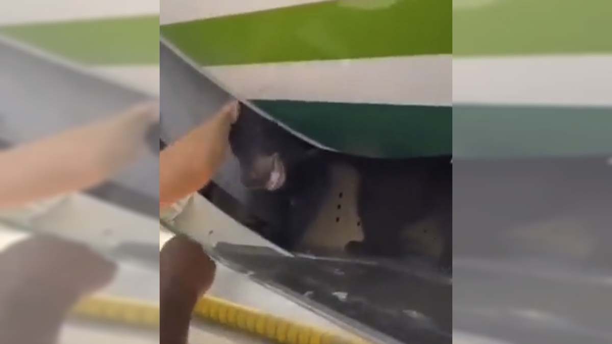 ¡Pánico! Oso se libera de su jaula en un avión y provoca retraso en vuelo