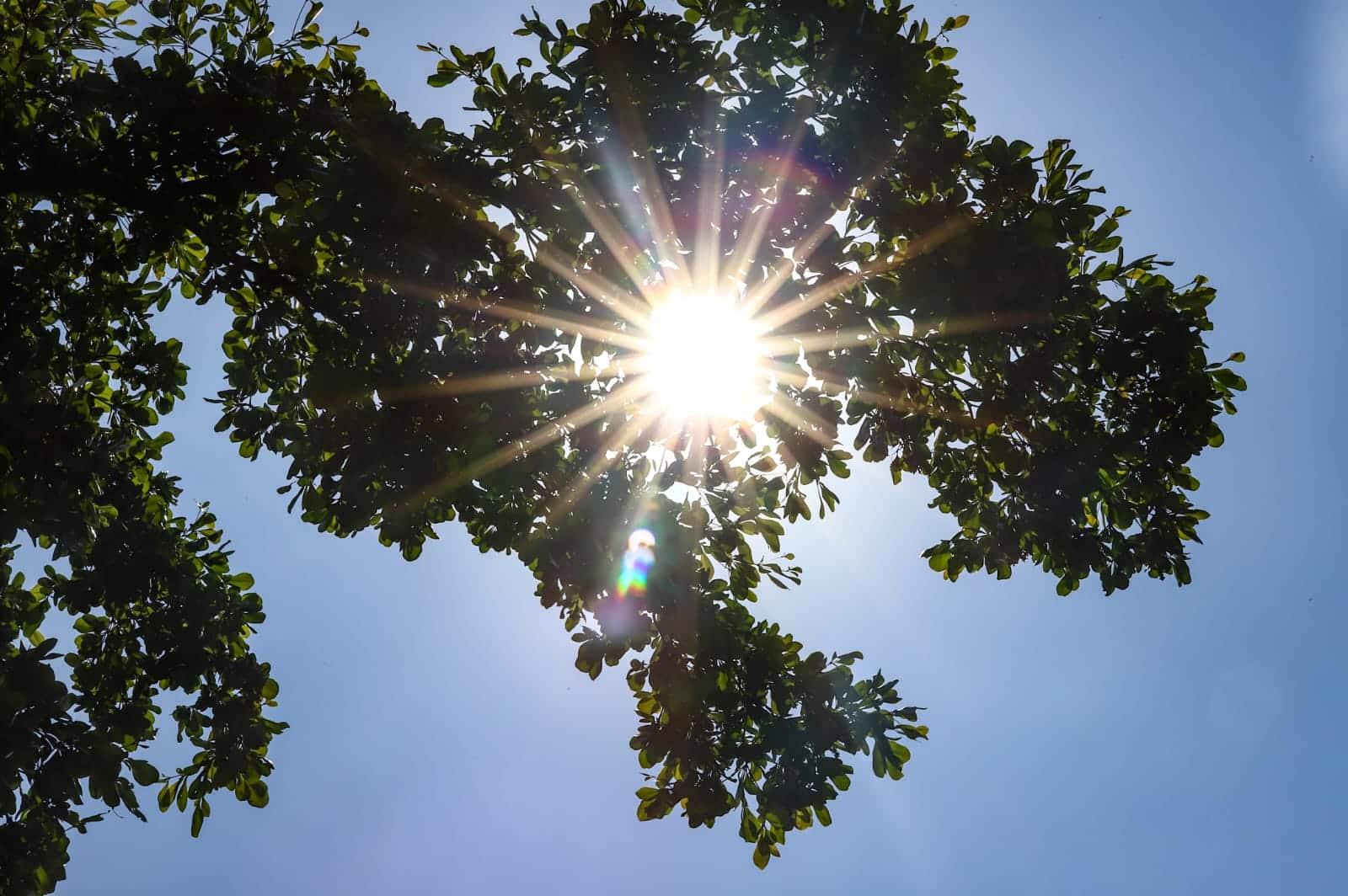Luz solar a través de las hojas de un árbol