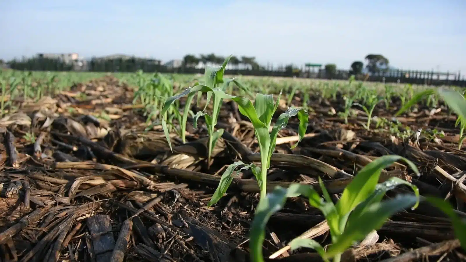 Suelo agrícola