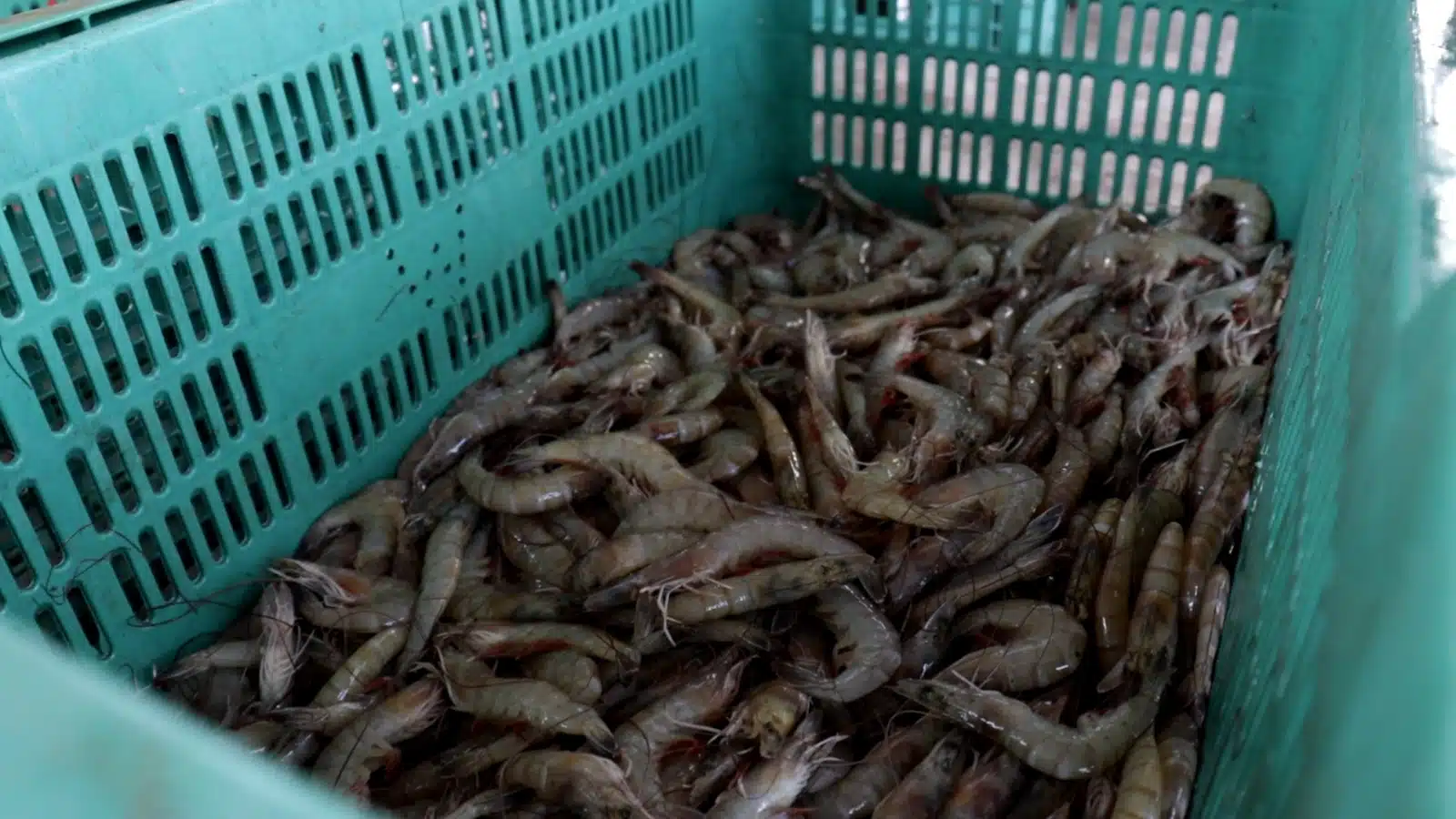 Camarones recién pescados dentro de una caja de plástico