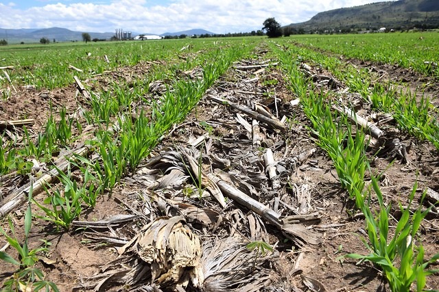 Expertos aseguran que la agricultura de conservación es el futuro para el campo sinaloense.