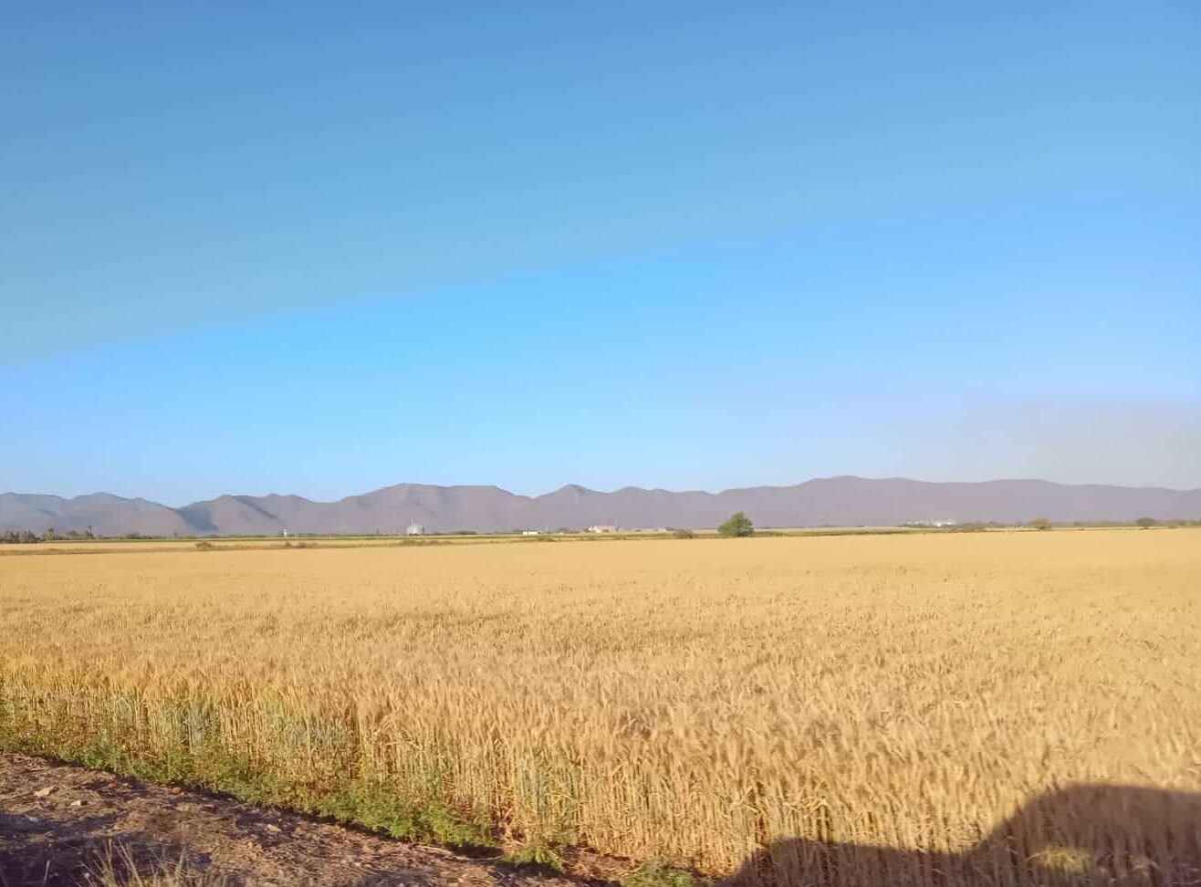 Campo de cultivo de trigo en Sinaloa