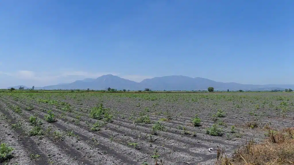 Cultivo Campo Sinaloa