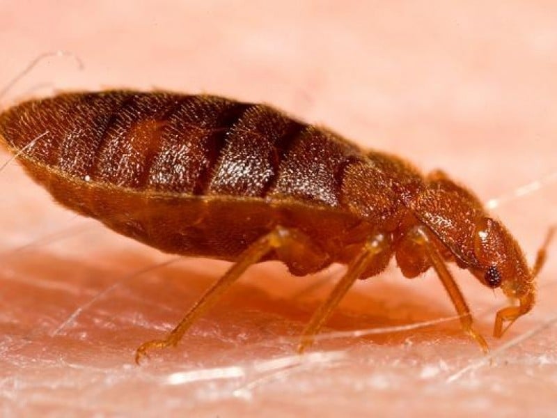Chinches invaden Escuela Preparatoria Oficial de León; suspenden clases