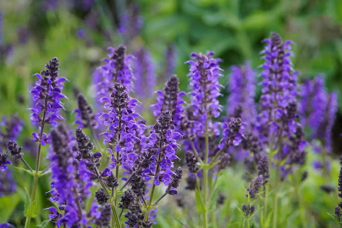 Conoce los beneficios de la salvia para la salud