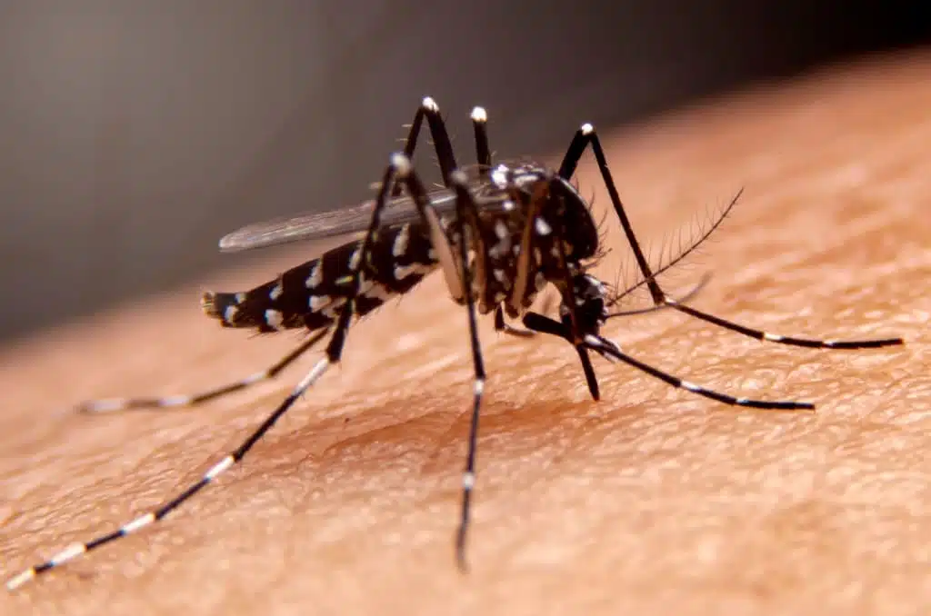 Salud del Gobierno del Estado tiene 80 casos de dengue reportados hasta la fecha.