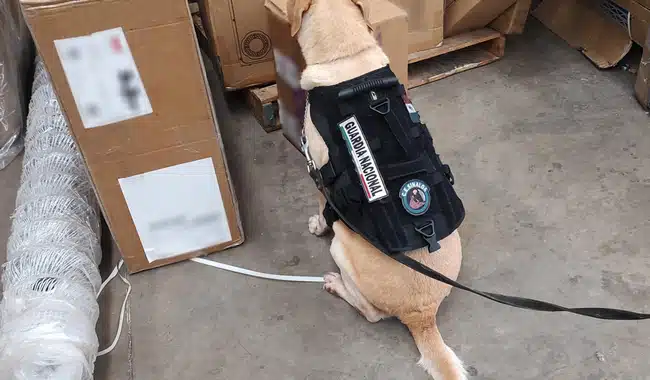 Un perro con chaleco detectando un paquete