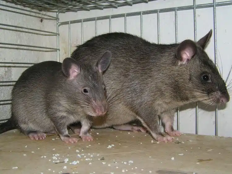 Hallan a bebé siendo devorado por ratas en su propia casa; ¡tenía más de 50 mordidas!