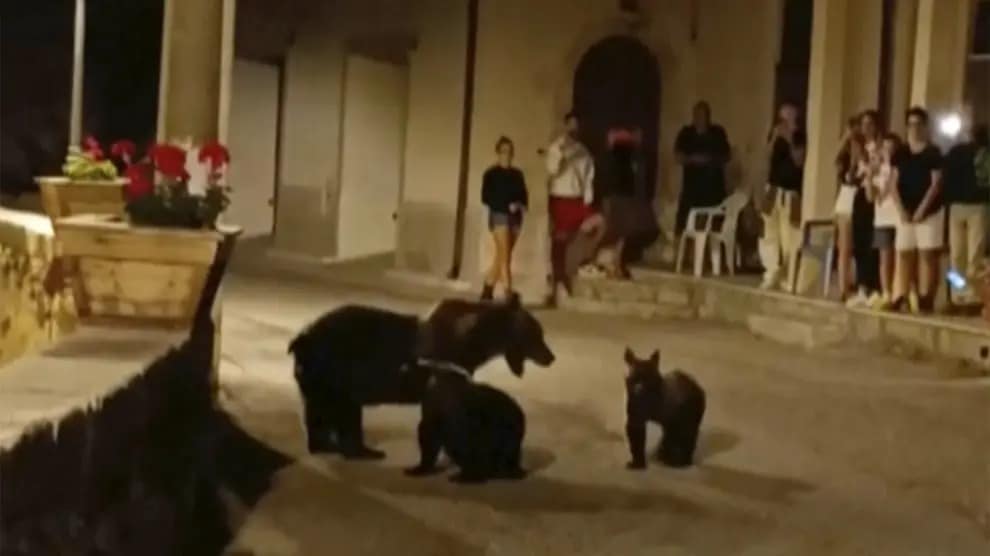 Indignación en redes por la ejecución de una osa delante de sus oseznos