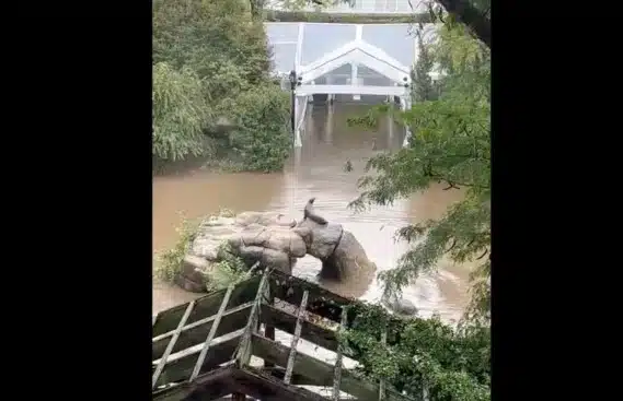 Leona marina escapa en medio de las inundaciones de NY