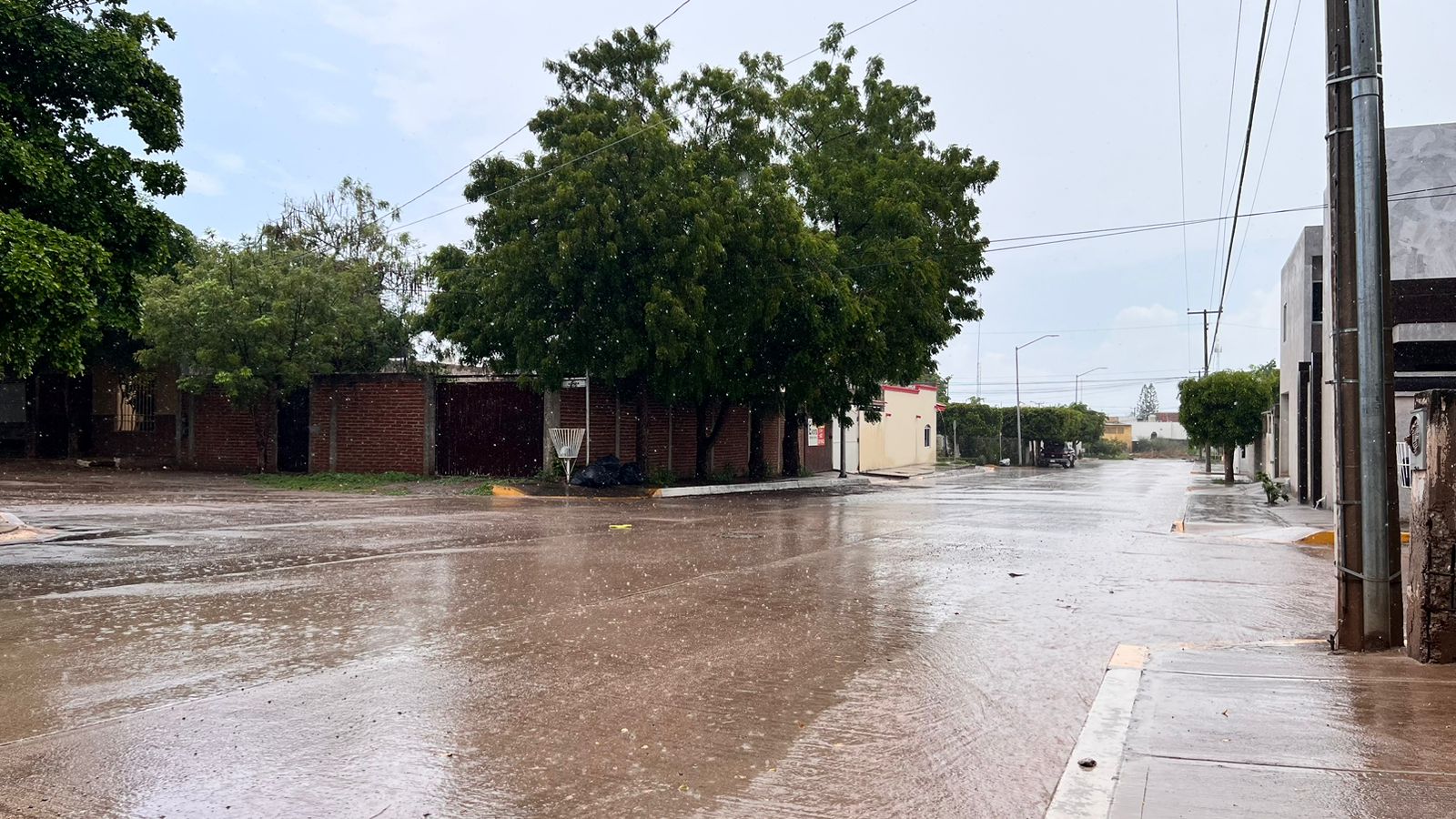 Calle mojada, árboles y casas