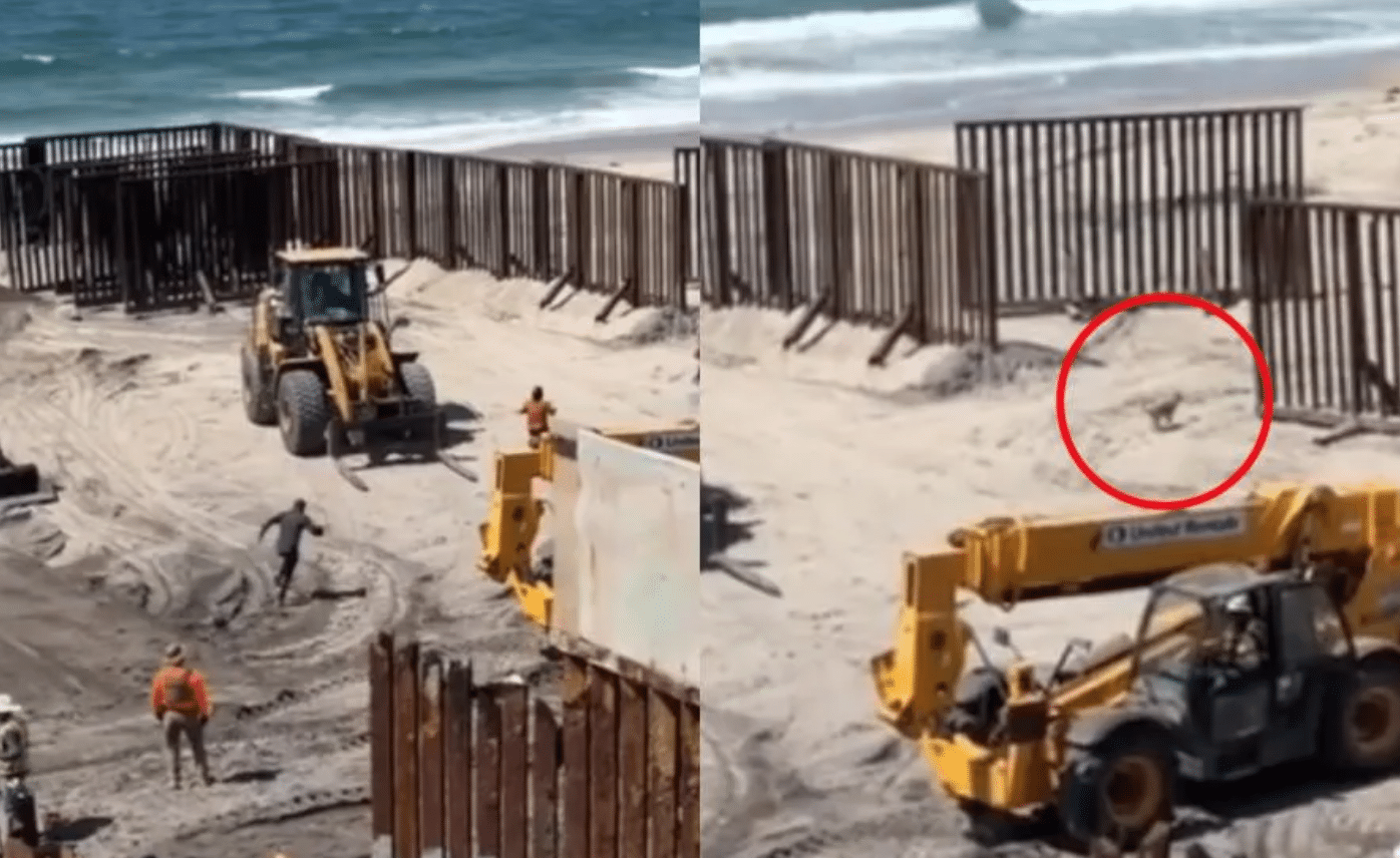 Migrantes y perro cruzan frontera entre Tijuana y San Diego