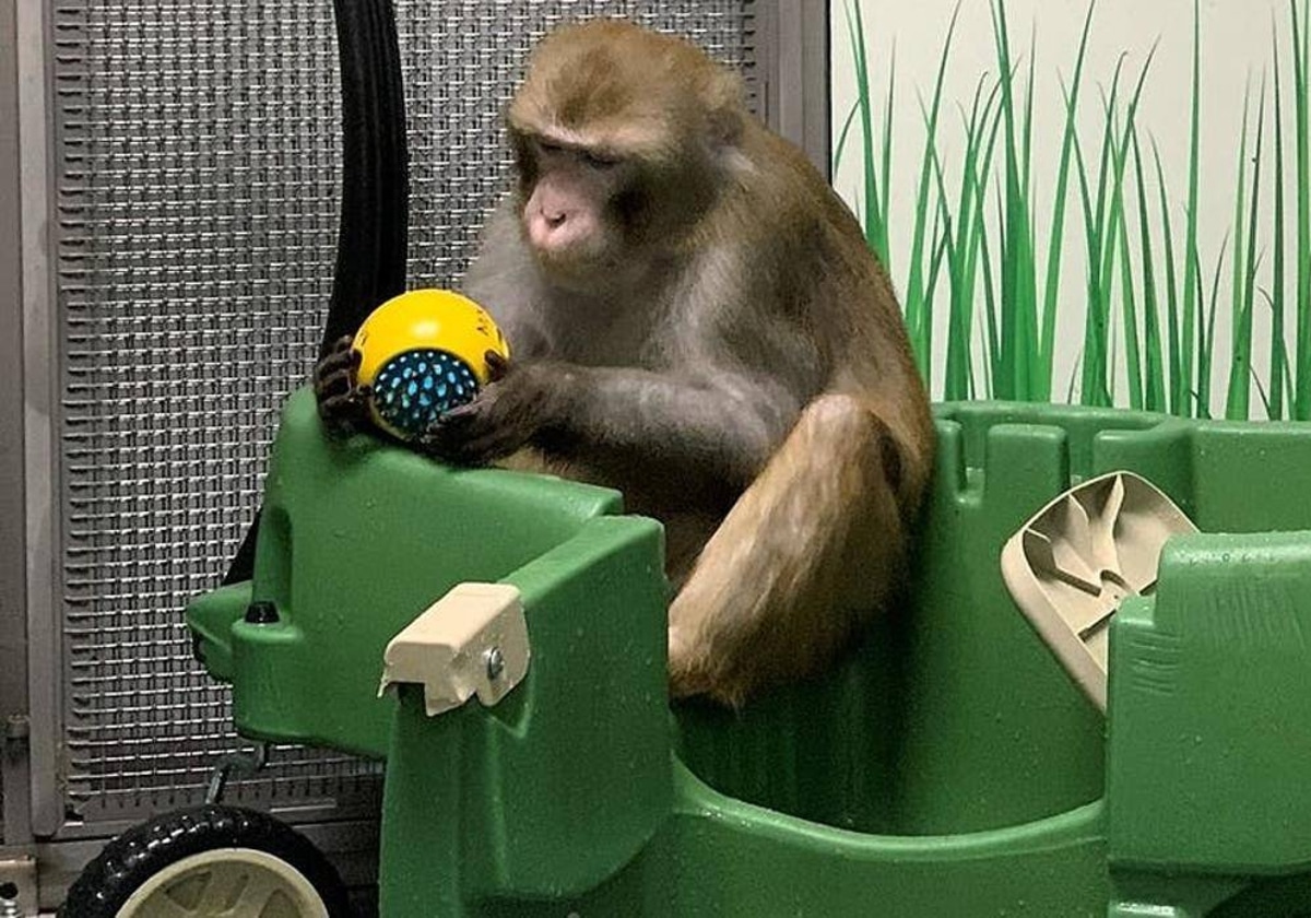 Denuncian muerte de 12 monos en ensayos de Neuralink