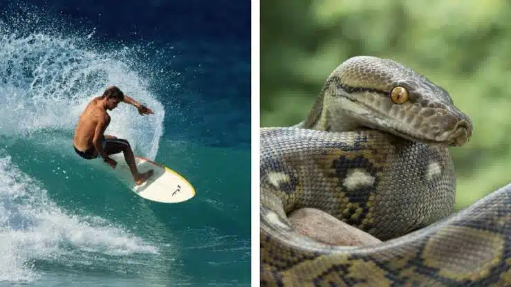 Multan a hombre por surfear con una serpiente en Australia