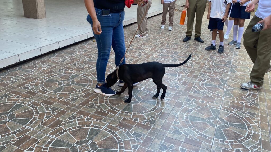 Perrita en el plantel de una escuela