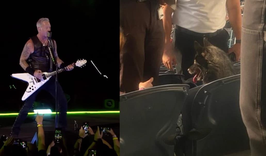 Perrita huye de casa para ir al concierto de Metallica