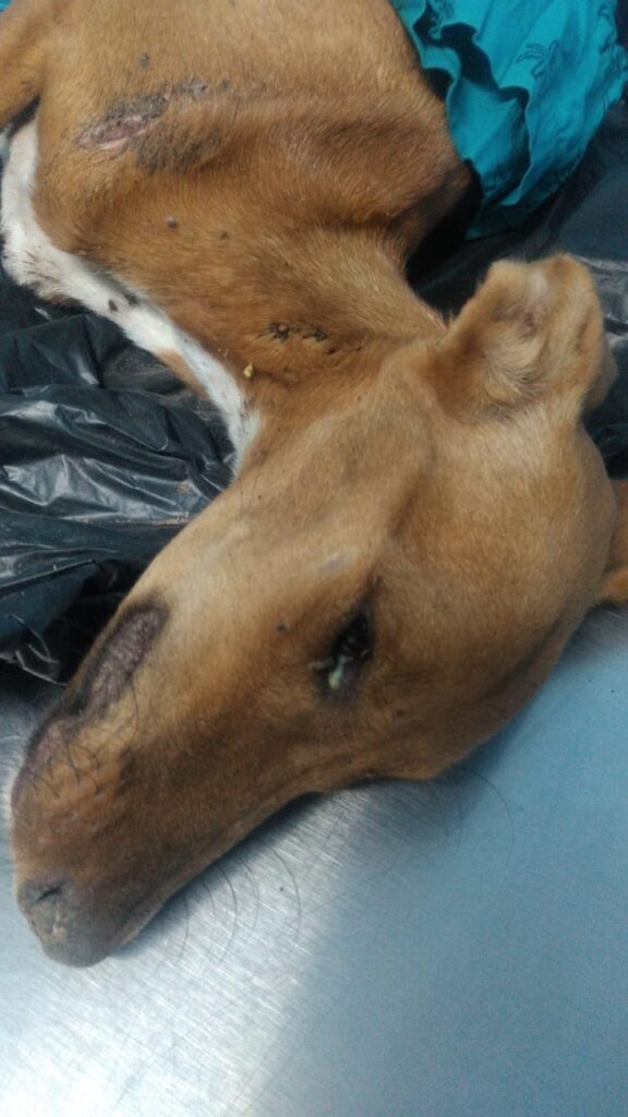 Cabeza de un perro acostado en una cama de una veterinaria