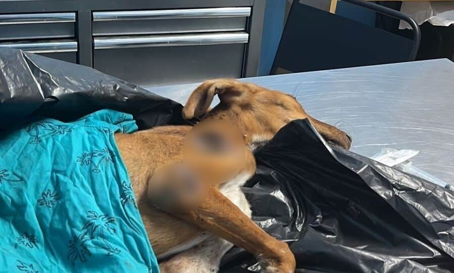 Perro acostado en una cama de una veterinaria