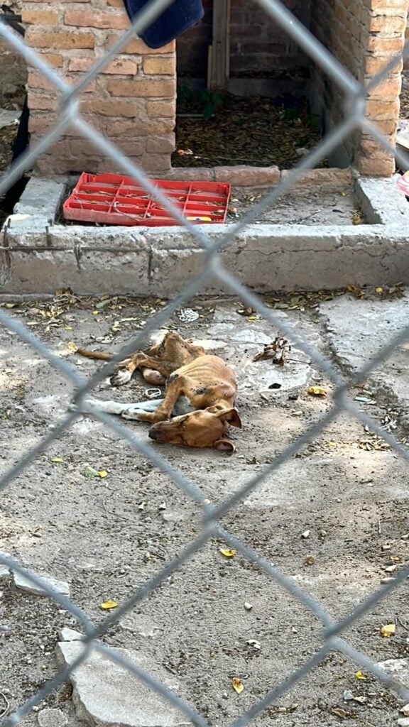 Perro acostado en un patio