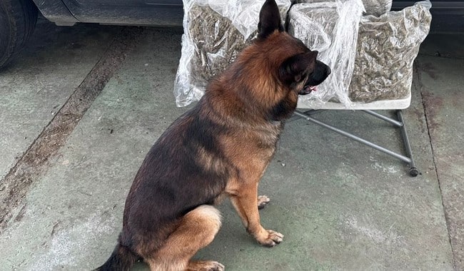 Perros de la Guardia Nacional