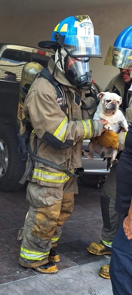 Una persona con uniforme de bombero cargando un perro