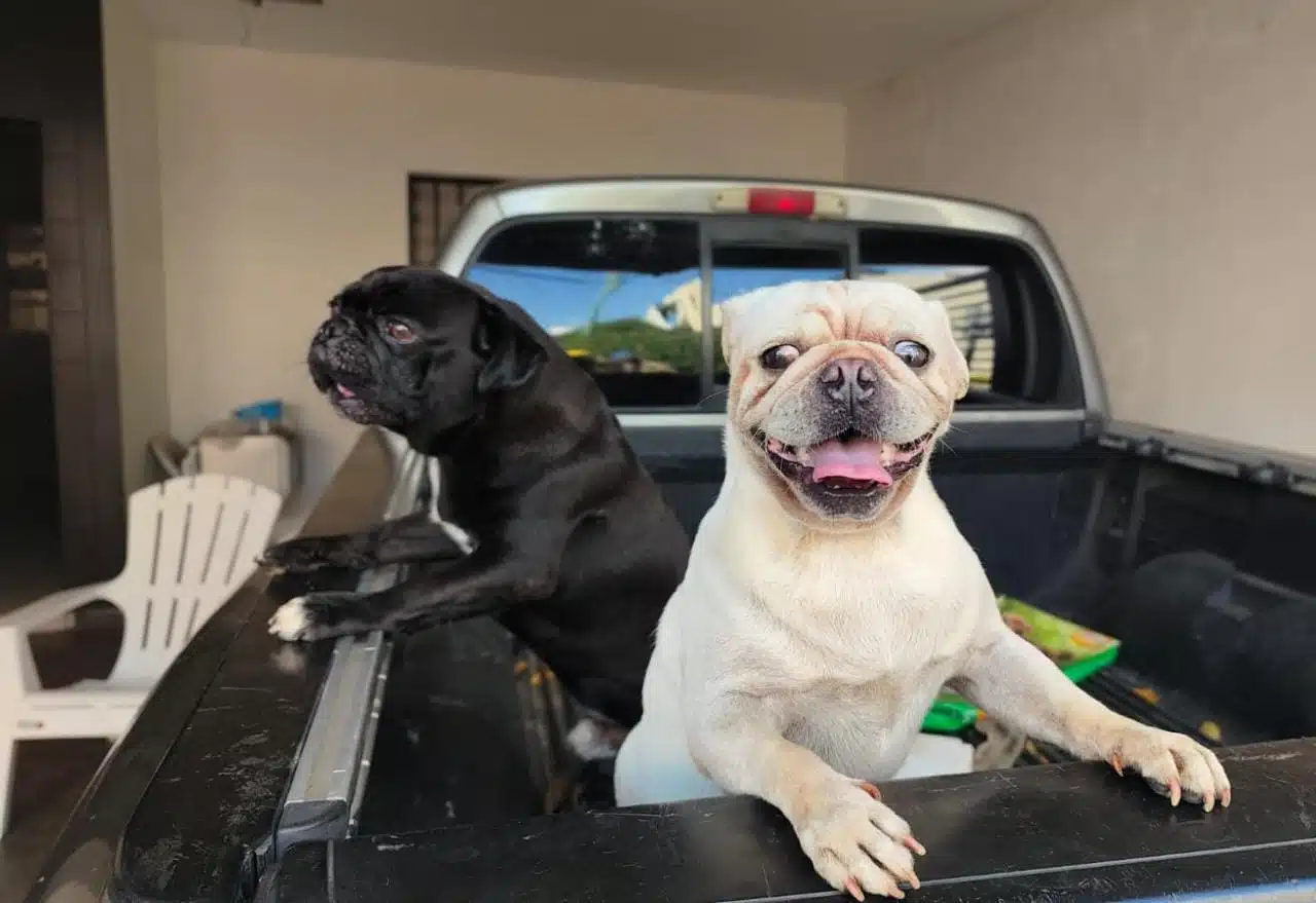 2 perros arriba de una camioneta