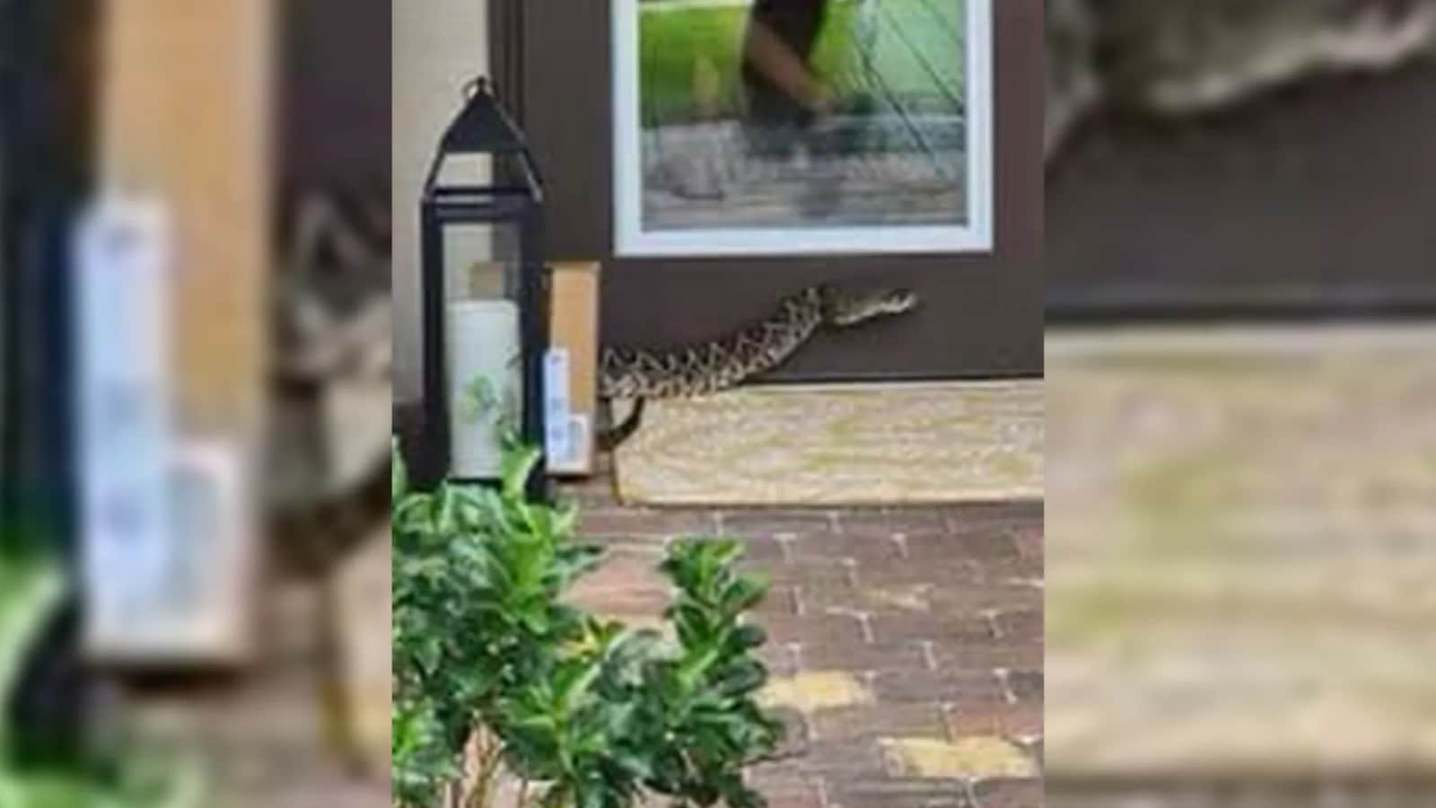 Repartidora de Amazon, hospitalizada por mordedura de serpiente de cascabel