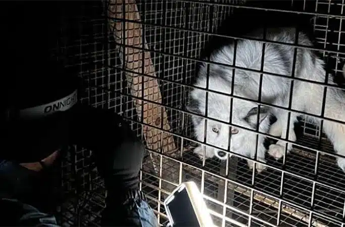Sacrificará Finlandia 115 mil zorros y perros mapache de granjas infectadas con gripe aviar