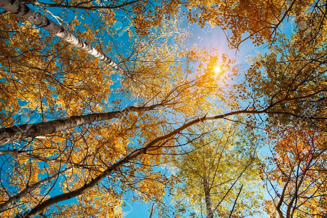 Árboles con hojas de otoño y el sol