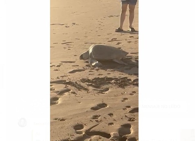 Tortuga yéndose al mar