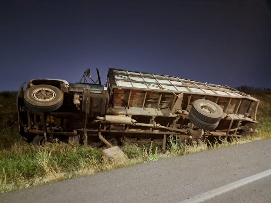 Torton cargado con ganado vuelca sobre la carretera La Costerita, en Culiacán