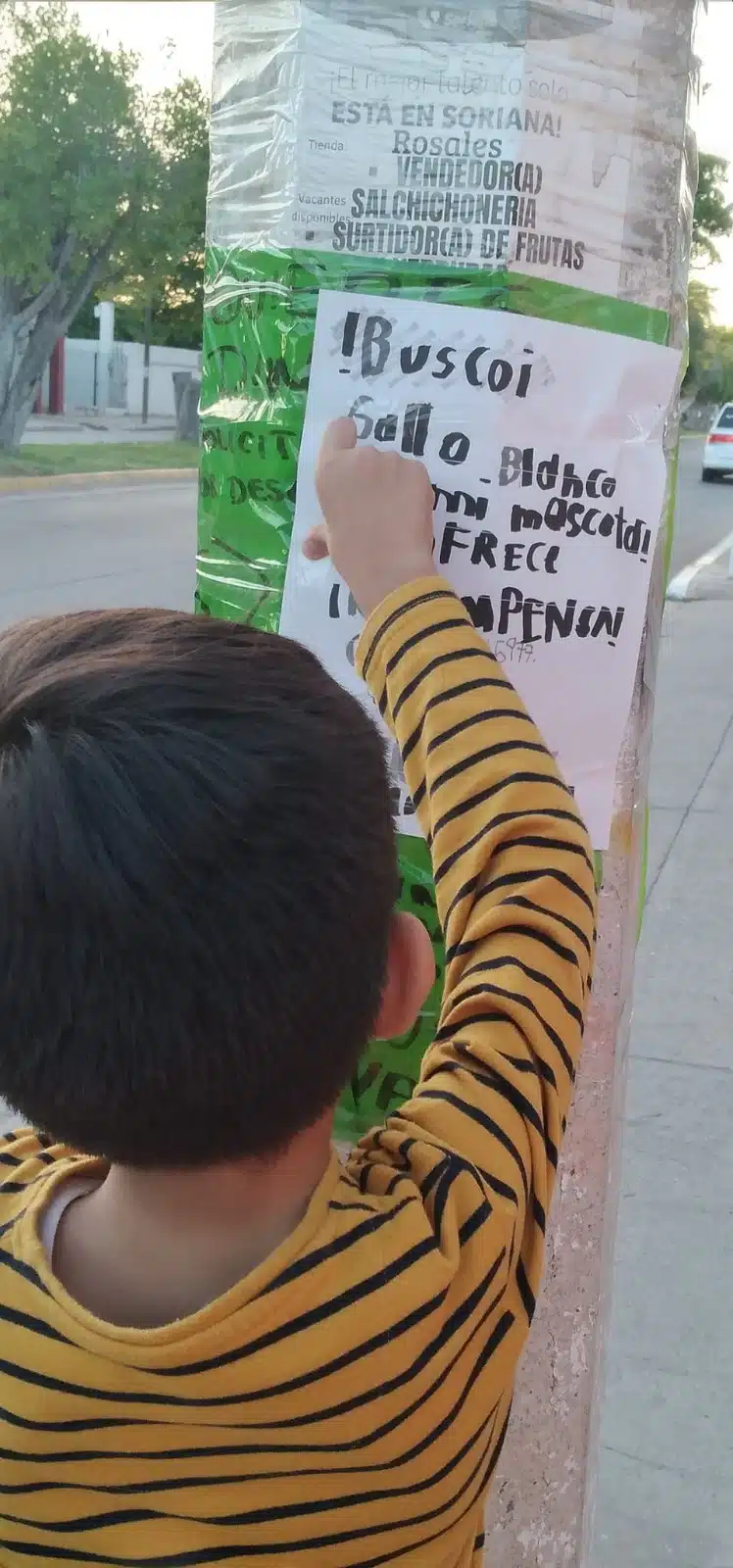 Niño buscando a su gallo en Los Mochis 