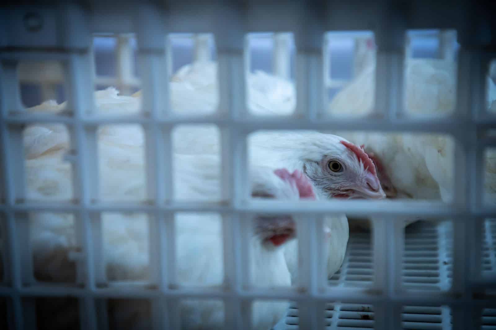 Gallinas