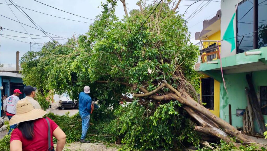 Personas intentando retirar un árbol caído