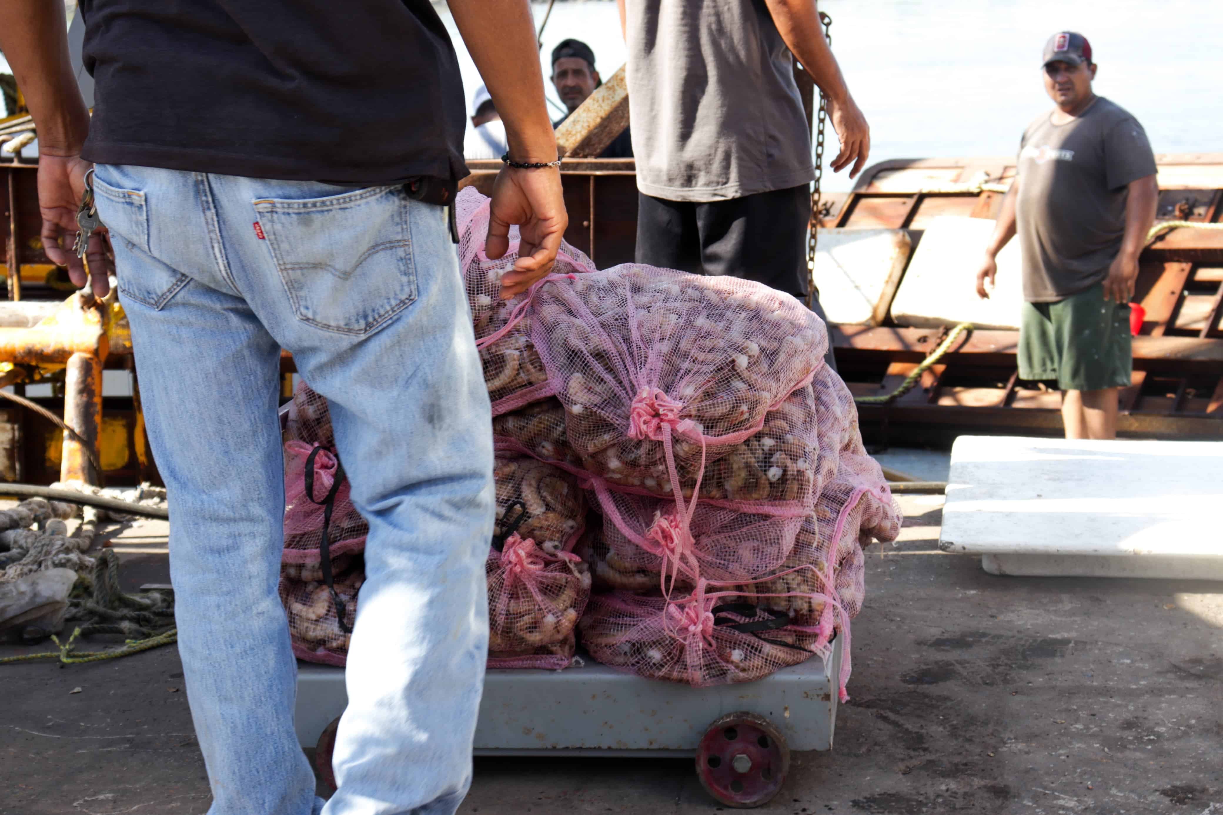 Pescadores junto a costales de camarón capturado durante sus trabajos en altamar.
