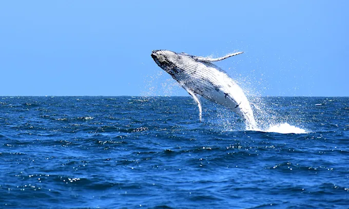 Ballena en el mar